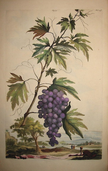 Munting Abraham (1626-1683) Vitis Virginiana Folis Laciniatis 1696 Leiden-Utrecht  